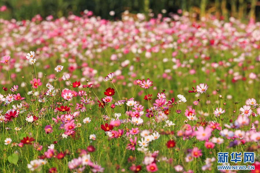 美景云南 | 秋天的花海,美翻了