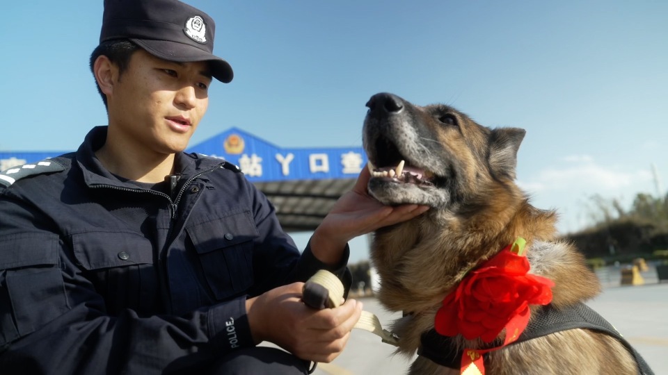 警犬龙虎光荣退役后辈衔来大红花