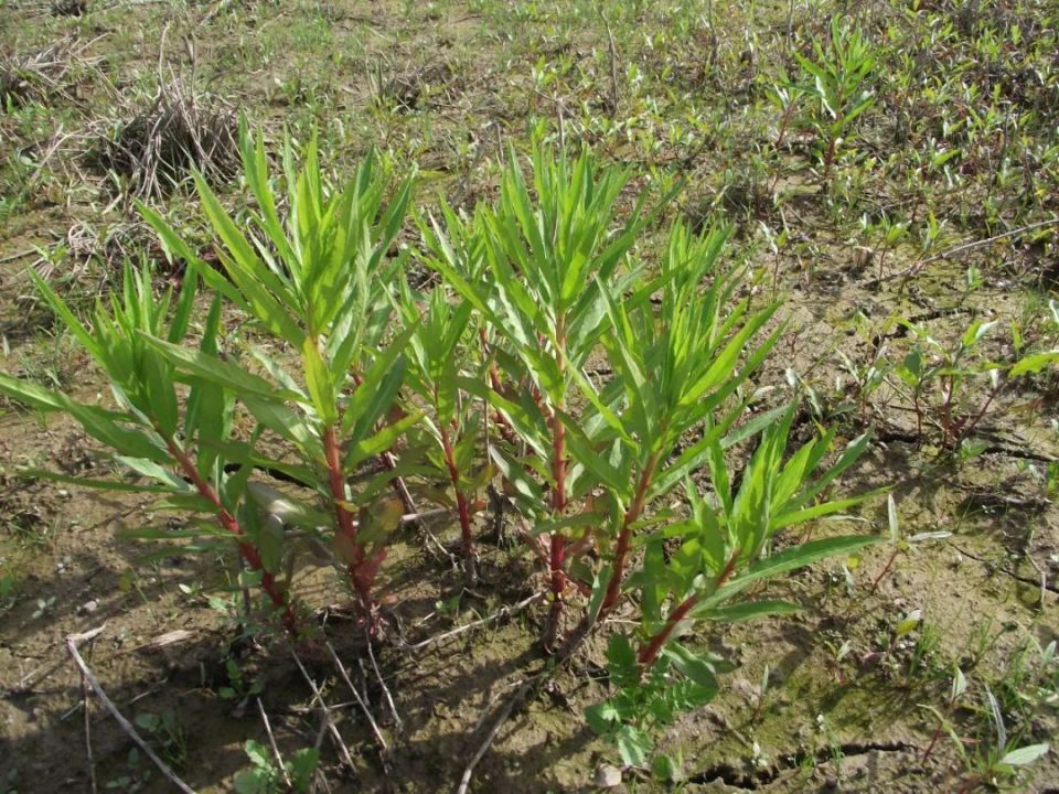 长白山植物千"种"风情~扯根菜