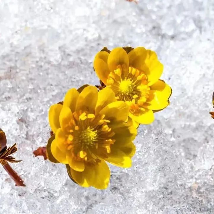 最美冰凌花图片图片