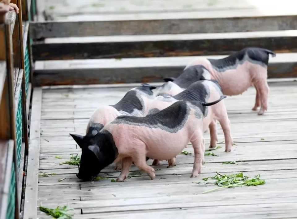 门票免费送!明天正式开启!