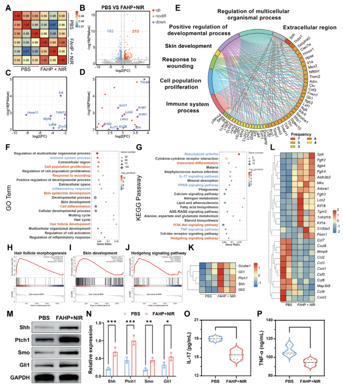 抗菌敷料有哪些西安交大AM：新型自进化水凝胶敷料，为感染性糖尿病伤口愈合提供时空精准调控新策略_https://www.jmylbn.com_新闻资讯_第11张
