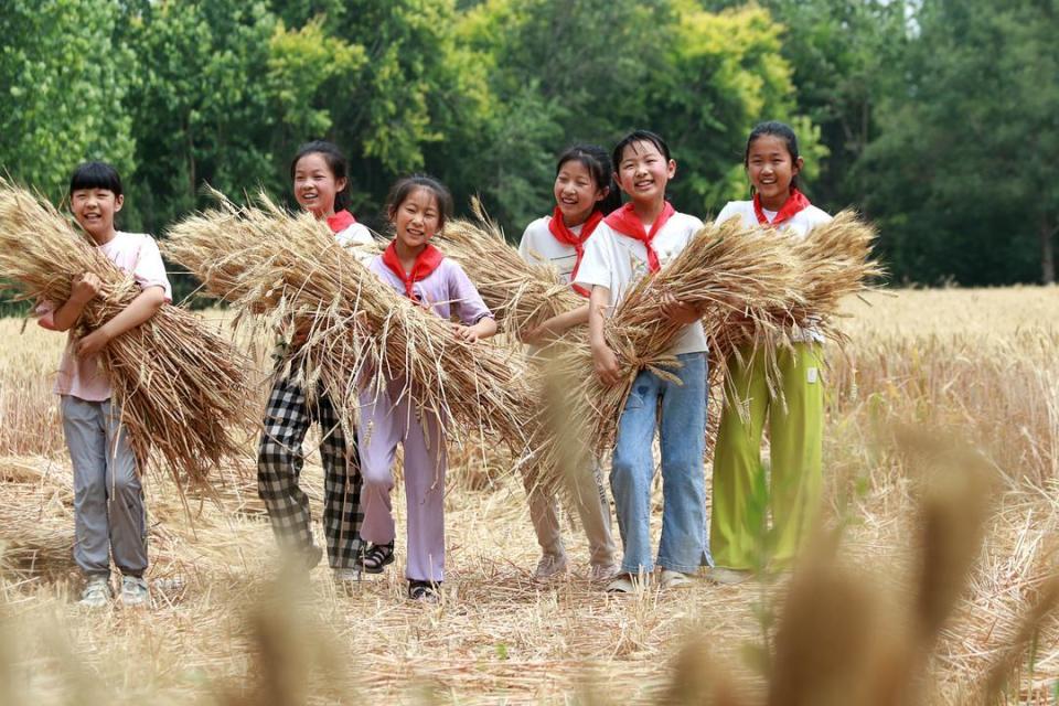 潍坊高密:校园"小农夫" 田间收麦忙