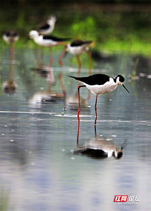 鸟界"超模"黑翅长脚鹬成群现身娄底_腾讯新闻