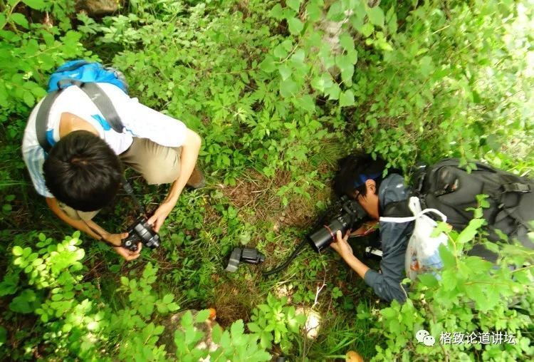 就拍到了80多种野花,但朋友却还说我找得不够细致 | 郑洋_腾讯新闻