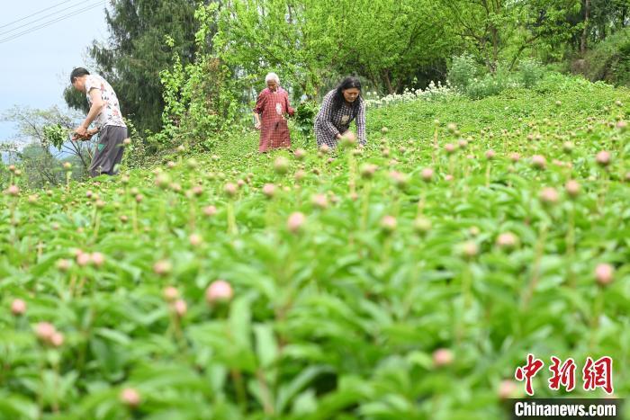 重庆垫江芍药鲜切花走俏远销欧美