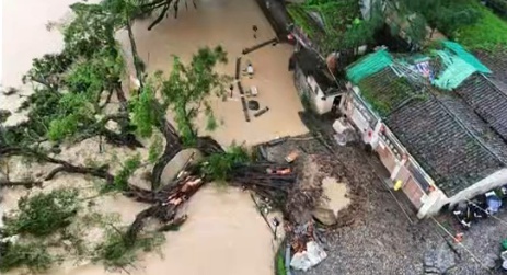 福建土楼景区“云水谣”600多年古榕树被洪水冲断，附近商户和当地管委会回应