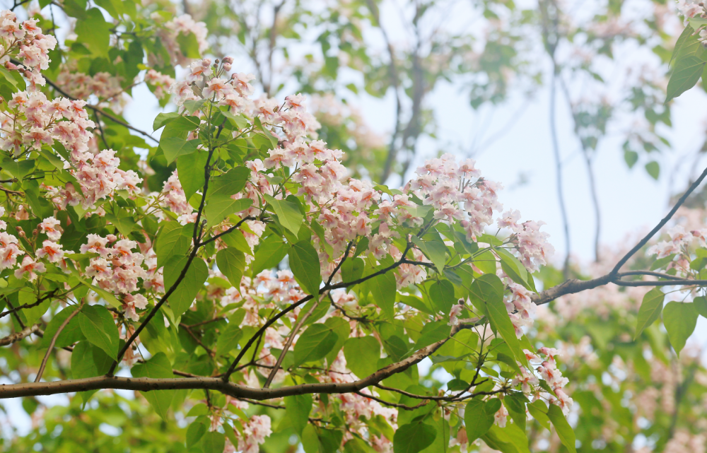 早安洪山 · 武汉首条楸树大道惊艳绽放_腾讯新闻
