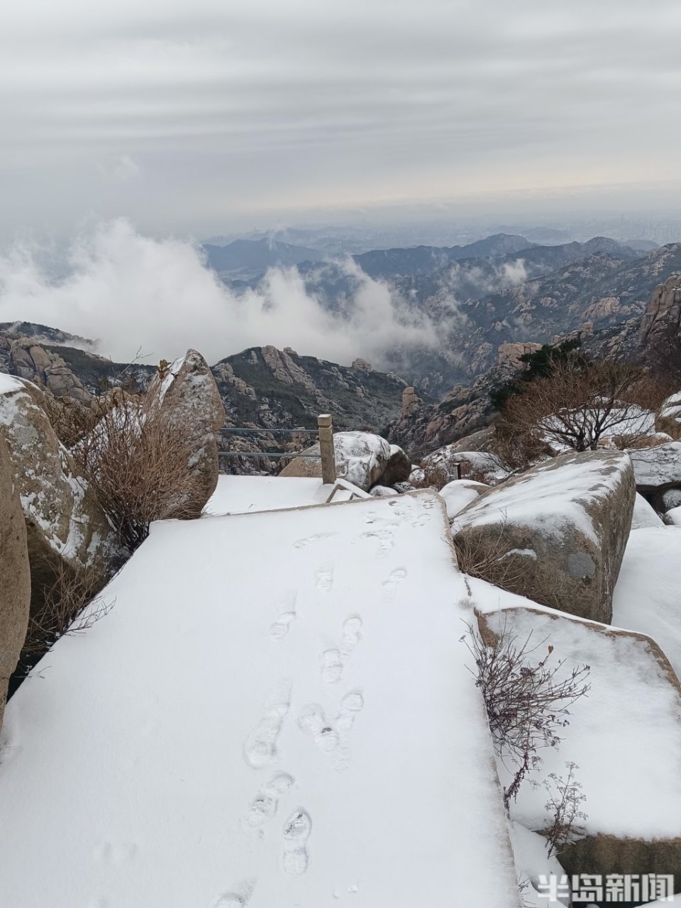 崂山耐冬降雪图片图片