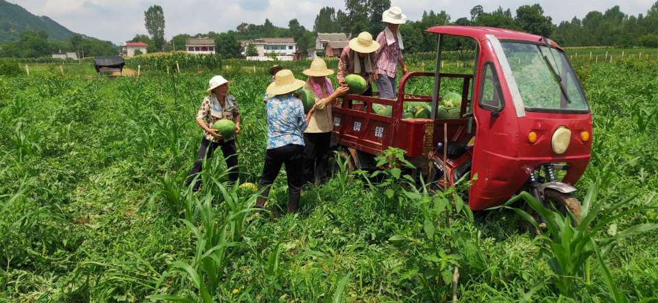 洛南三要镇:西瓜铺就甜蜜致富路