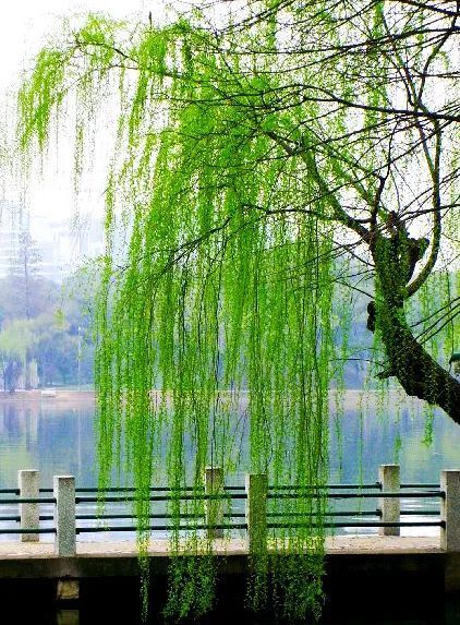 雨中的柳树图片图片