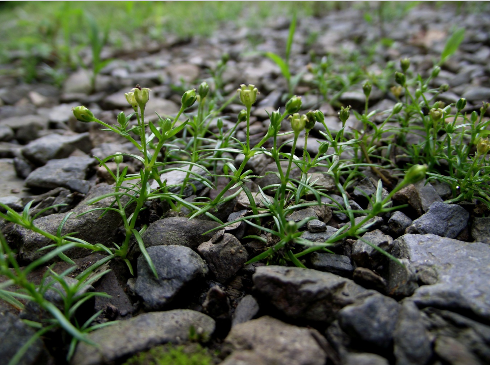 长白山植物千"种"风情~漆姑草