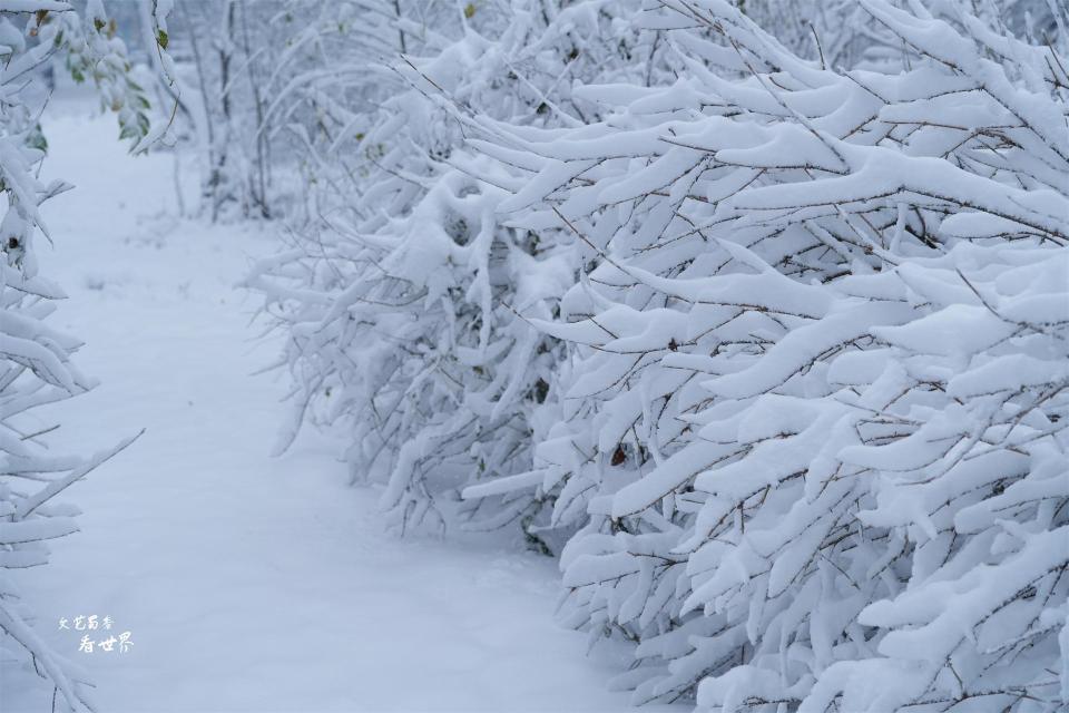 沈阳下大雪了雪中的北陵公园会变成什么样22张照片揭晓答案