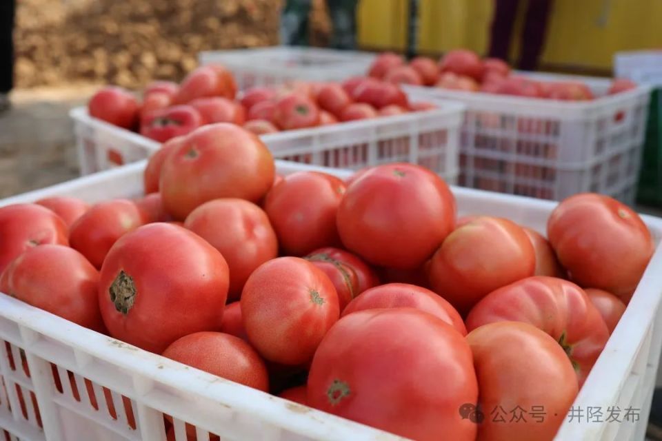 6月7日!聚焦井陉"西红柿村"