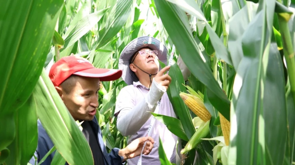 5万亩,选用种子为金粒1702和2012,华美1号,华西703等品种,其主要特点