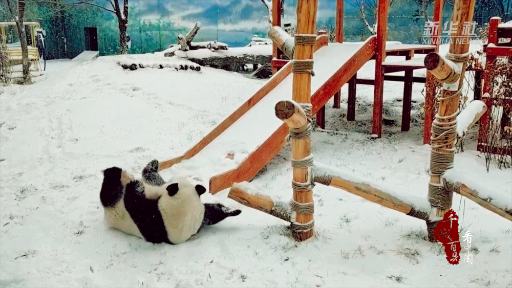 千城百县看中国内蒙古东胜熊猫戏雪萌态十足
