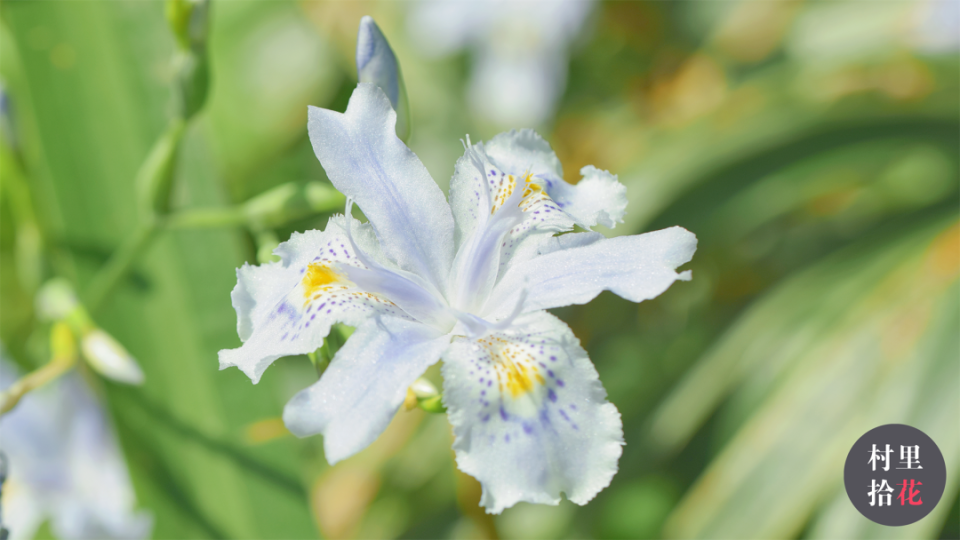 认识鸢尾,从最常见的蝴蝶花以及它的撞脸怪开始.
