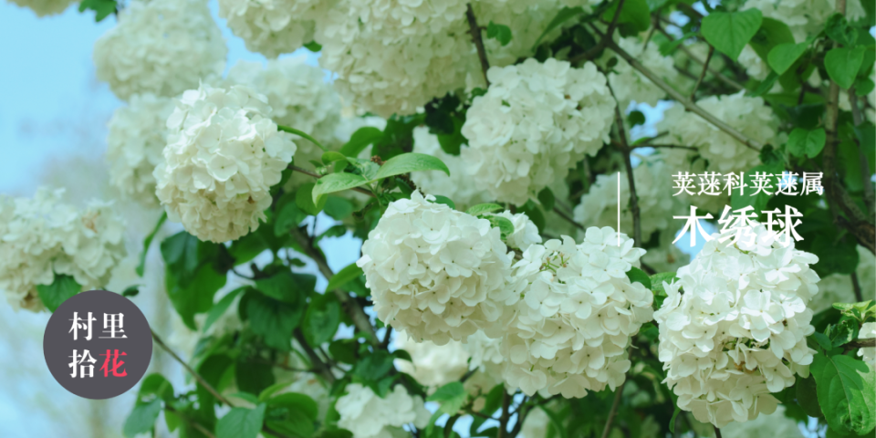 四月的木绣球,是充满诗情画意和哲学韵味的.