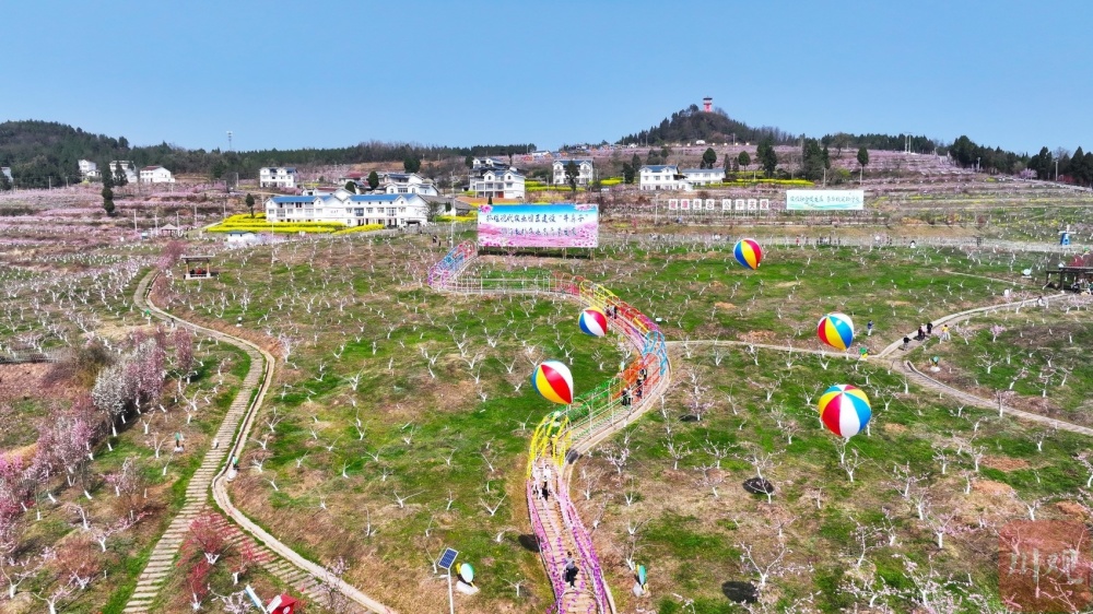 c视频广元昭化桃博园2000亩桃花竞相绽放