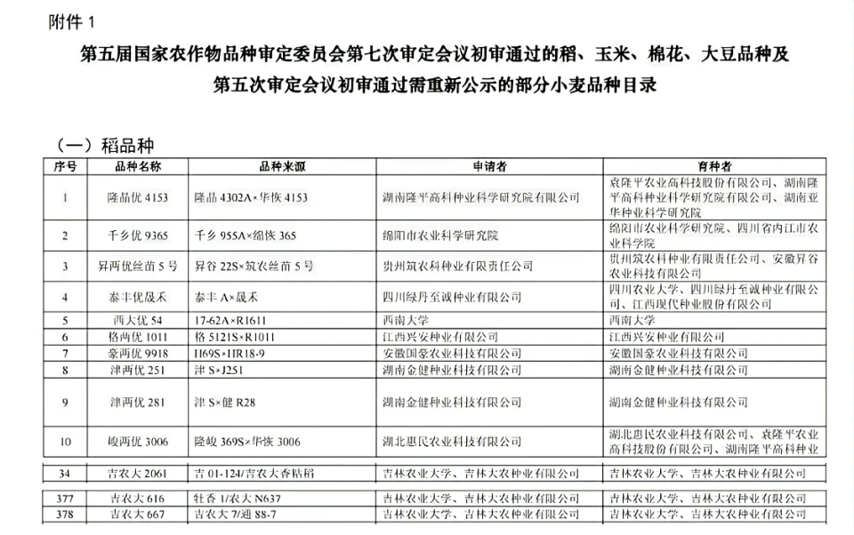 水稻品种吉农大873图片