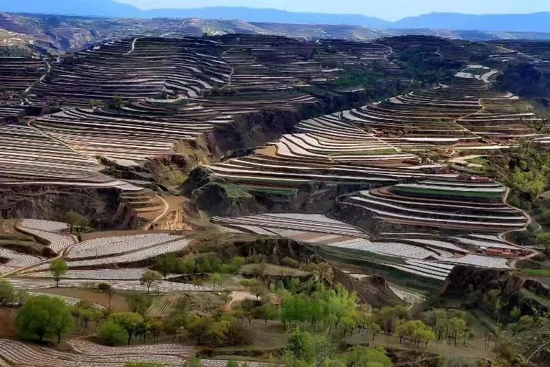 发展牛产业 过上牛日子——平凉市崆峒区西阳乡牛产业助推乡村振兴