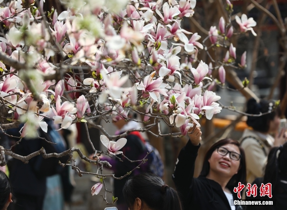 北京潭柘寺"二乔玉兰"盛放迎游人
