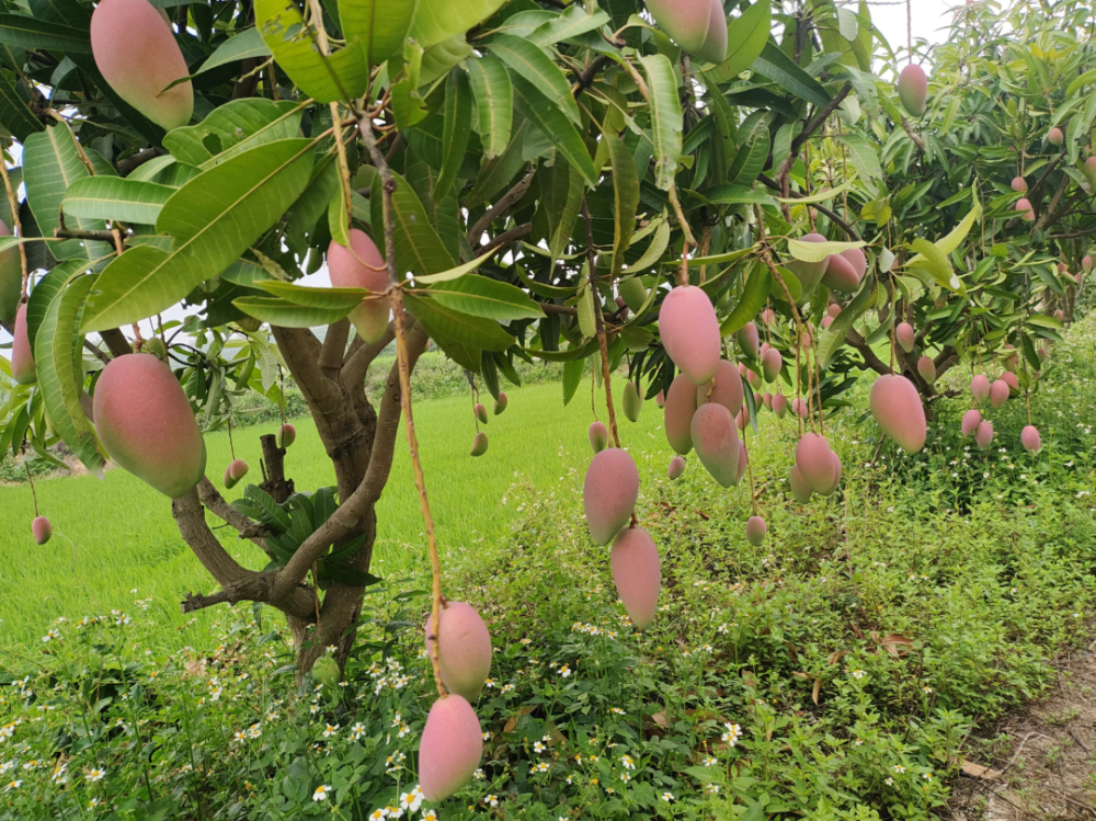 当地把建设芒果商品基地作为振兴农村经济,加快群众脱贫致富的一项