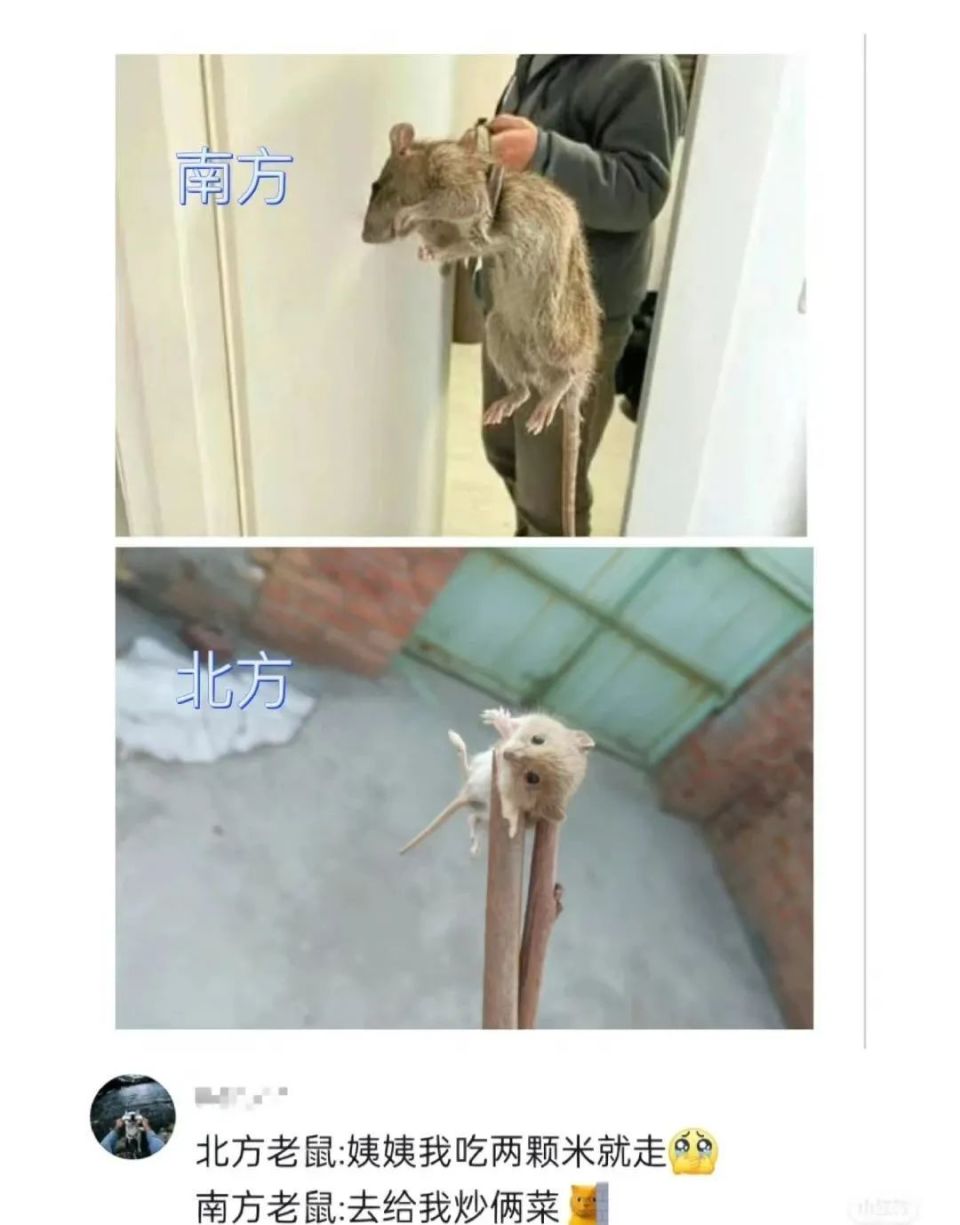 见过广东的大老鼠还以为是哥斯拉