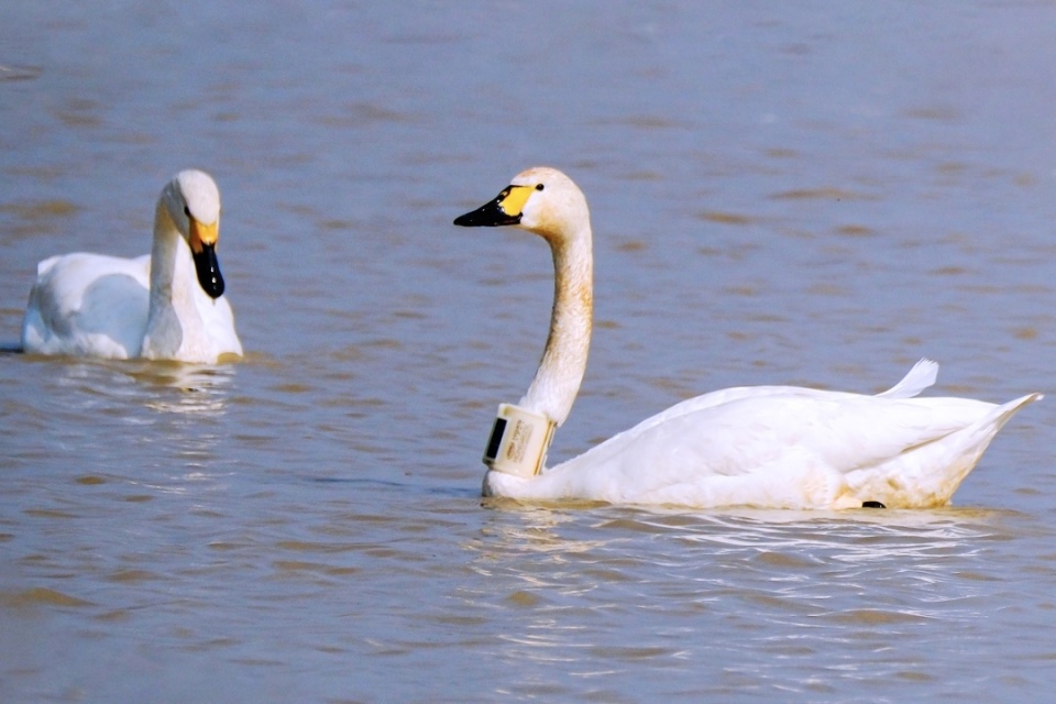 张吉安摄有了这么多照片来佐证,按理已经能准确判断这只神秘的白天鹅