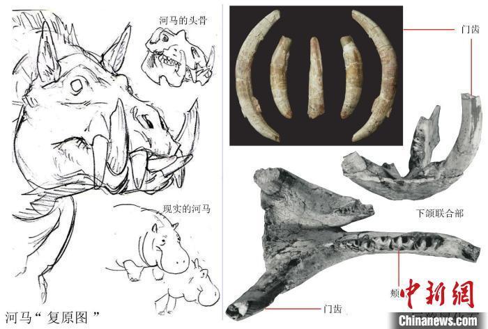 這件1700萬年前化石的發現撩開了巨獠犀的神秘面紗