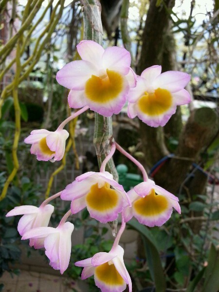 石斛中的美花石斛,你知道吗?_腾讯新闻