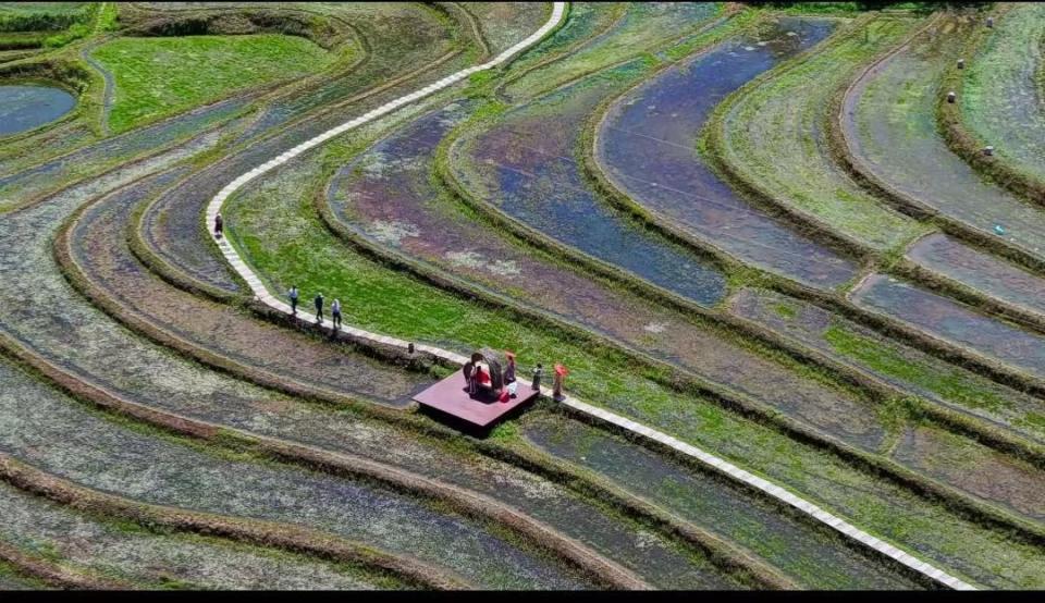 太白县举办黄柏塬第二届郎坝稻田插秧活动