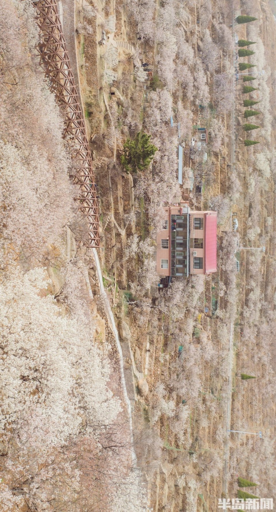 樱之谷·花之韵·春之诗_腾讯新闻