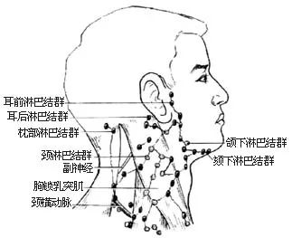 当孩子感冒,发烧,咳嗽时,就可能会在下颌或者颈部可触及 1cm的淋巴结