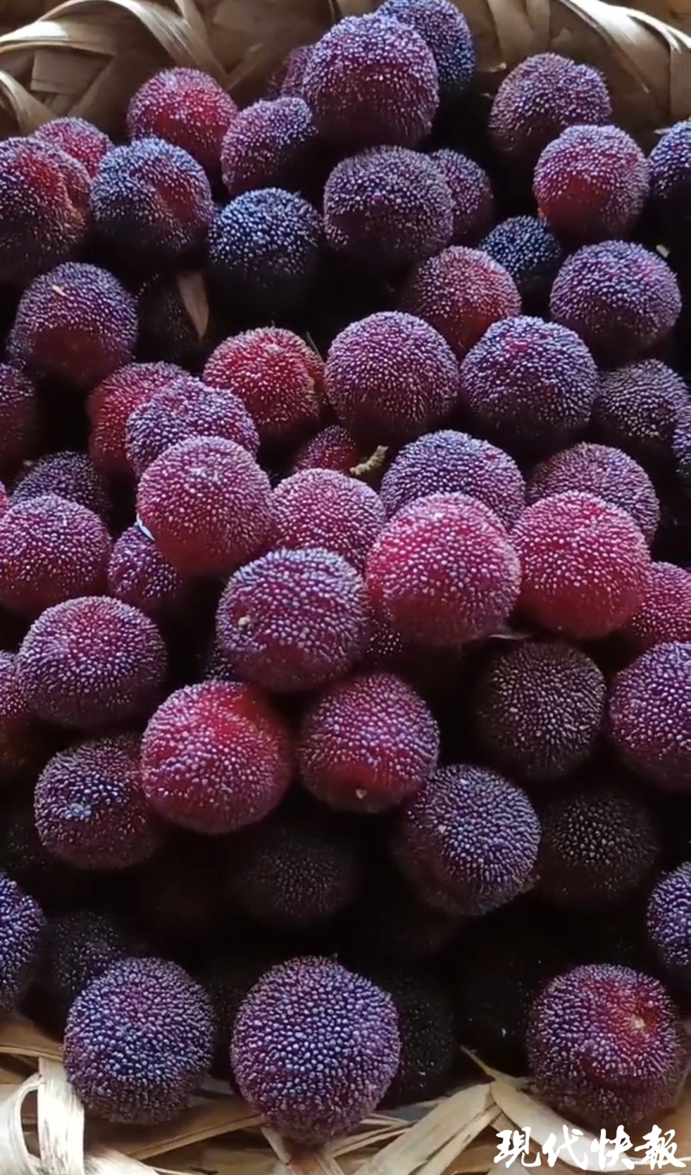 苏州地产杨梅已少量上市