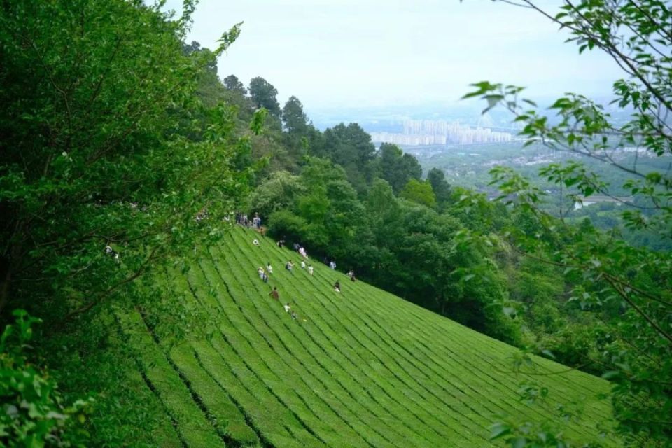 敬亭山的云海,茶园,竹林.初夏的绿意浓到化不开