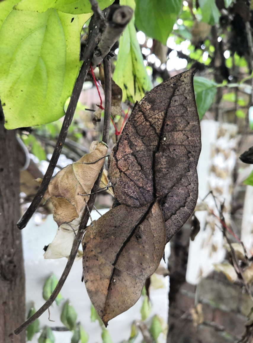 在我所见到的蝴蝶中,枯叶蛱蝶是最美妙的|张蔚 一席第987位讲者_腾讯