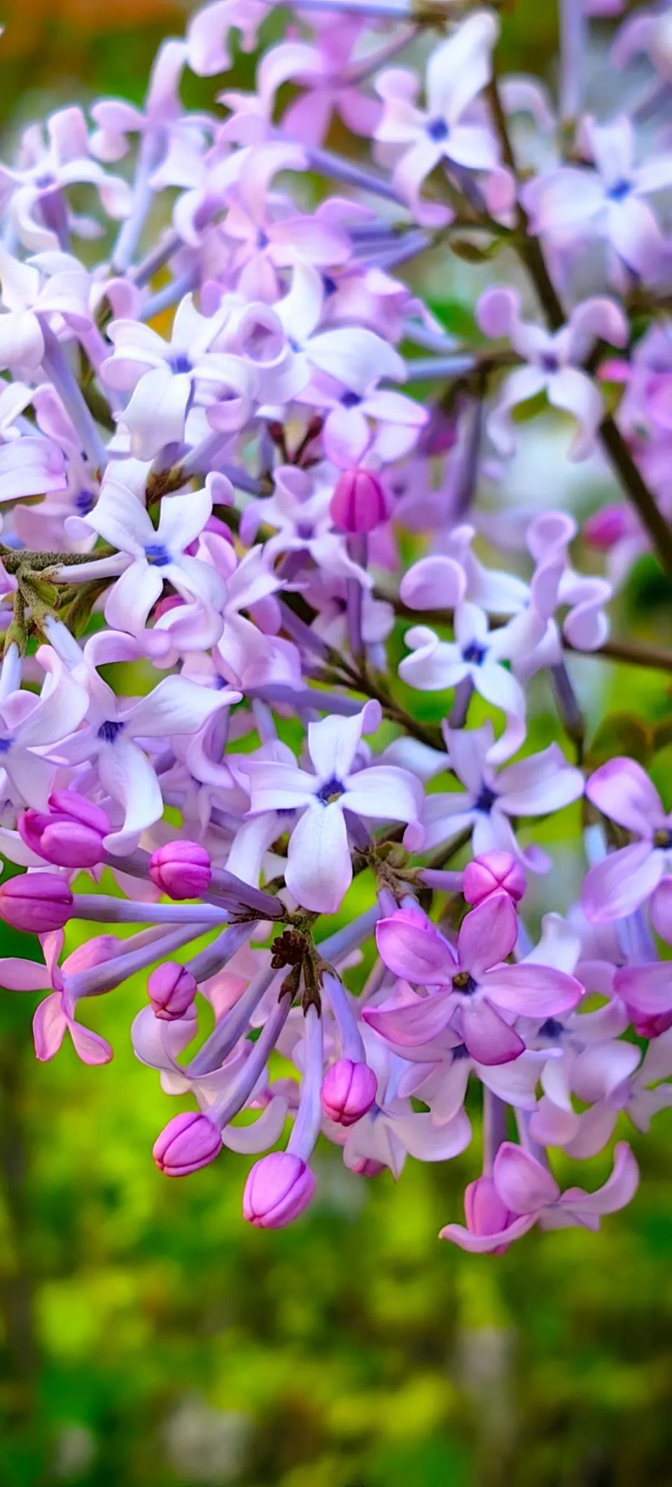 还想多学习一些丁香花的知识,专业知识更有助于他对丁香花品种的辨认