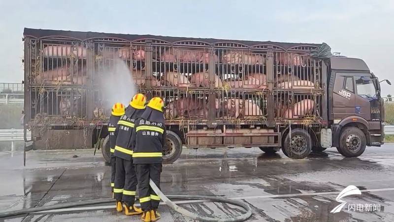 500头活猪集体中暑 德州消防员开启"淋浴"降温