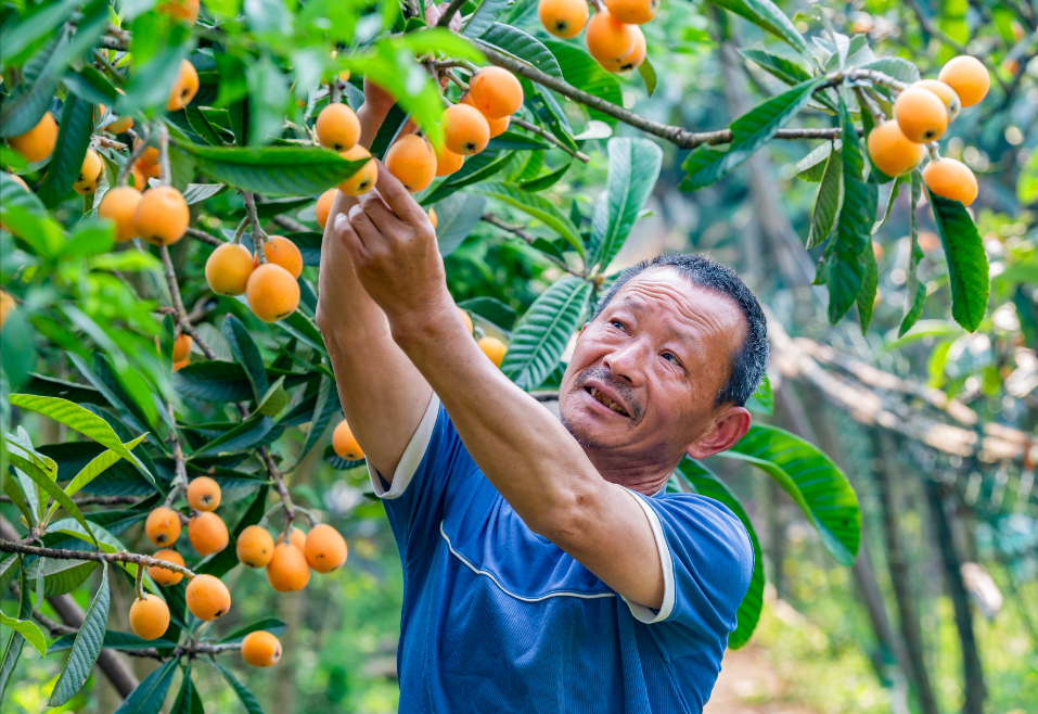 古楼枇杷熟了,快来抢"鲜"!