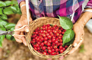 禄劝茂山百亩樱桃熟了