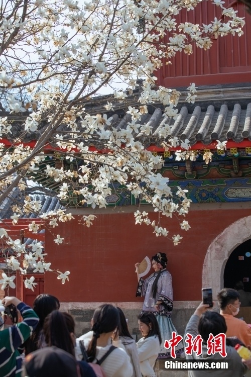 北京:万寿寺吸引市民赏春花