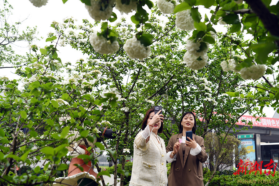 玉树琼花满枝头图片