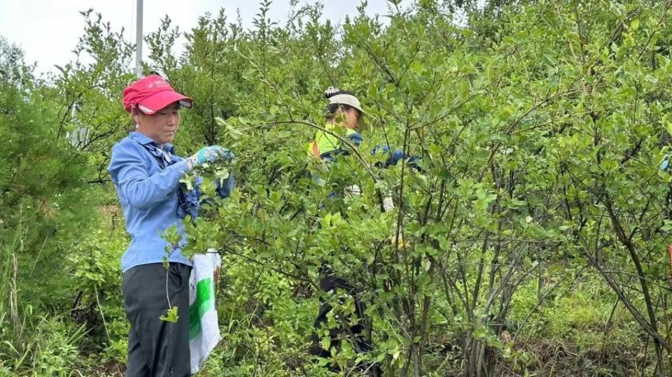 "村里雇人摘连翘,我就来了