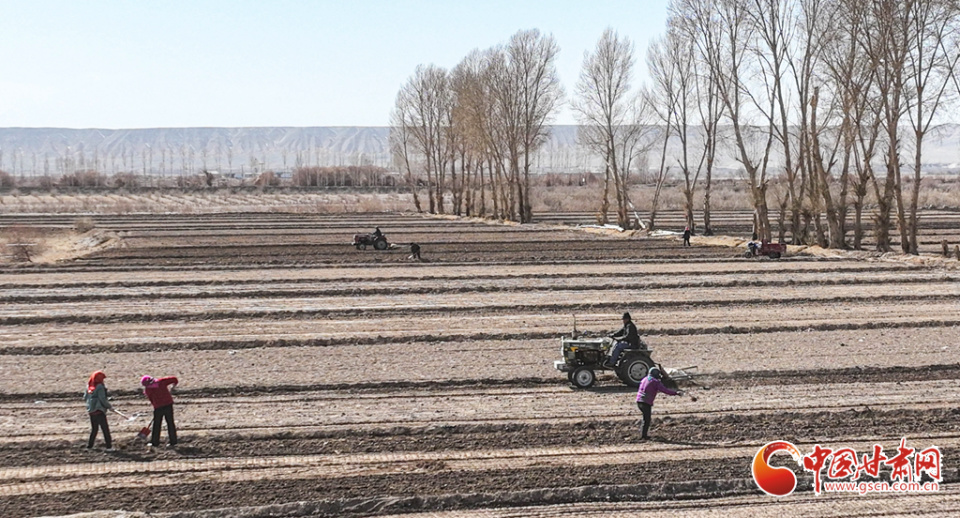 陇拍客张掖56万亩春小麦开始播种