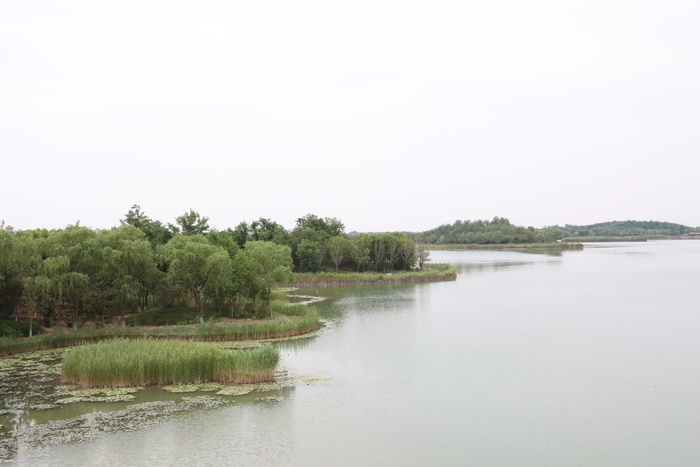 淄博马踏湖:珍稀动植物落户北国水乡