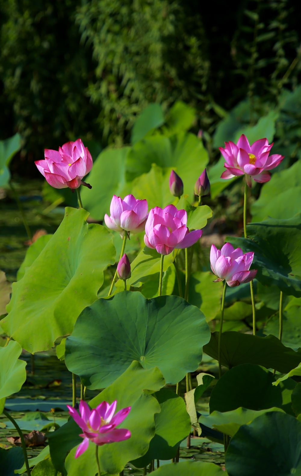 南湖夏荷别样红