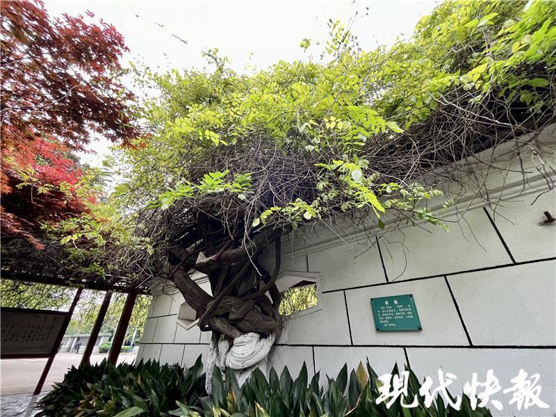 文化中国行|百年工业遗存留住城市记忆,南通唐闸焕新文化体验