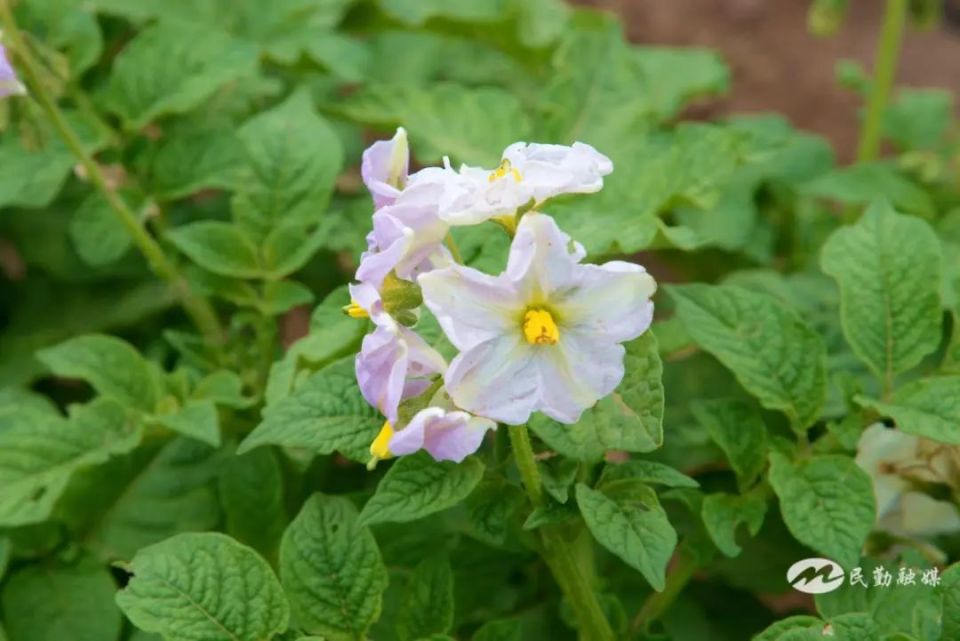 【组图】民勤县昌宁镇:马铃薯花开成海