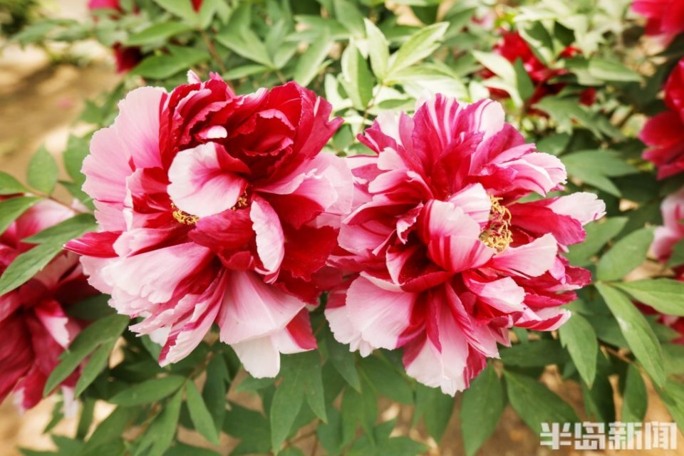 牡丹盛开展芳华